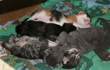 New litter