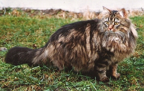Mishca