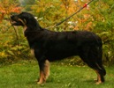 Ginette