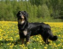 Ginette