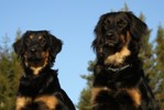 Lotta & Loppan