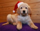 God jul!